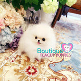 Micro “Macadamia” Is One Of The Tiniest POCKET SIZE Poms Arounds <3 ... VIP Puppy ! Beautiful !! 580 Grams @ 5 Months !! Rare Crazy Tiny Size !! Platinum Quality !!  Tiny Sizing !! .... Micro Cream Pomeranian ....**Available**UPDATED 3/4/19