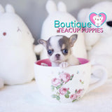 Sweet Baby “Toby” Is The Ideal Partner In Life <3 ... Stunning Apple Head !! Extremely Tiny!! Platinum Quality !!  .... Micro Blue Tri Chihuahua ....**Available**