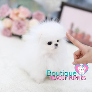 Polar Bear + Micro Pomeranian = Baby “Frosty” <3 ... Extreme Polar Bear Face !! Super Tiny — 1.6 lbs @ 5 Months Old (2/26/19)!!! VIP Quality !! Gorgeous Pomeranian !! .... Micro Bright White Pomeranian ....**Available**UPDATED Pics/Video 2/27/19