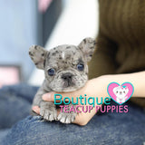 Lil “Kassie” Melts Our Hearts With Her Adorable Looks <3 .... VIP Quality !!! Super Tiny For Frenchie !!! Super Adorable Face !!! ... Mini Blue Merle French Bulldog ....**Sold to Brea**