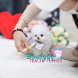 Tiny “Tinkette” Melts Our Hearts With Her Innocent Sweetness <3 ... Luxury VIP Pom !! Extreme Bear Face !!  Super Tiny Sizing !! .... Micro Ice White Pomeranian ....**Available**