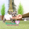 Lil “Kassie” Melts Our Hearts With Her Adorable Looks <3 .... VIP Quality !!! Super Tiny For Frenchie !!! Super Adorable Face !!! ... Mini Blue Merle French Bulldog ....**Sold to Brea**