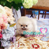 The Fabolous Micro “Chanel” Has Such A Jubilant Aura <3 ... Luxury VIP Exclusive !! Elite Quality !!  Super Tiny !! .... Micro Cream Sable Pomeranian ....**Available**