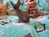 Baby Grinch - Darling Gorgeous Sphynx Kitten Available!