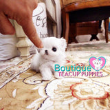 Jubilant “Jasmine” Spreads So Much Fun With Her Alluring Personality <3 ... POCKET SIZE !! Superior Quality !! VIP Puppy !! .... Micro White Maltese ....**SOLD TO SARAH IN UK**