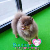 Lil “Nugget” Is Your Perfect Cuddle Buddy <3 Teddy Bear Style!!!! So Adorable !! Baby Doll Eyes !!  .... Micro Brown & Tan Pomeranian ....**Available**UPDATED Pics/Video 03/08/19