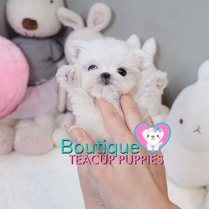 Baby “Mardy” Knows How To Get Straight To Our Hearts <3 ... Extreme Baby Doll Image !! Glamorous !! VIP Puppy !! .... Micro White Maltese ....**Available**