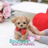 Lil “Spring” Is Blooming With So Much Love <3 ... Highly Desired Baby Doll Image !! Adorable Baby Doll Eyes !! VIP Puppy !!! .... Micro Apricot Maltipoo ....**SOLD TO UK CLIENT **