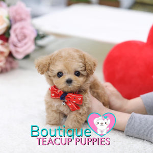 Lil “Spring” Is Blooming With So Much Love <3 ... Highly Desired Baby Doll Image !! Adorable Baby Doll Eyes !! VIP Puppy !!! .... Micro Apricot Maltipoo ....**SOLD TO UK CLIENT **