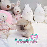 Micro “Mr. Pudding” Loves To Listen To Music With Loved Ones <3 ... Luxurious VIP Quality !! Exquisite Pomeranian !!  Super Tiny !! .... Micro Cream Sable Pomeranian ....**Available**