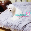 Lil Miss “Cloud” Has Such A Gorgeous Fluffy Cotton Coat <3 ... VIP !! Glamorous !! New Mini Breed For Us  !! .... Mini Cotton White Coton de Tulear ....**Available**