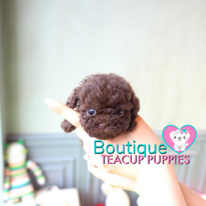 Baby “Ryan” Draws Everybody In Effortlessly With His Sweet Presence <3 ... Crazy Adorable !! Gorgeous Curly Coat !! VIP Puppy !!! .... Micro Rich Chocolate Poodle ....**SOLD to Stephanie**