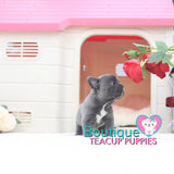 Precious Baby “Diamond” Is Everything You Want In A Luxury Puppy <3 .... VIP Quality !!! Super Tiny !!! Fantastic Features !!! ... Mini Blue Bulldog ...SOLD to Feldman family!