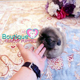 Baby “Prince” Loves To Get His Belly Rubbed & Giggle <3 ... Beautiful Rich Sable !! Perfect Puppy !! So Little !! .... Micro Sable Pekingese ....**Available**