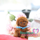 Princess “Penelope” Wants Play Around In The Spring Flowers <3 ... Prestigious Beauty !! Extreme Baby Doll Image !! VIP Puppy !!! .... Micro Red Poodle ....**SOLD TO ALEXANDRA*