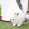 Lil “Noel” Lights Up Our Heart With Her Unconditional Love <3 ... Extreme Bear Face !! Incredible Triple Thick Coat !! Deluxe VIP Quality !! 1.9 Pounds @ 6 Months!! Soo Tiny !! .... Micro Snow White Pomeranian ....**Available**