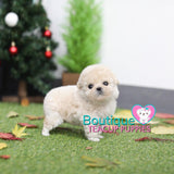 VIP CLASS!  “Sugar Cookie” <3 ... Beautiful !! Amazing Coat Factor !! Superb Quality !! .... Micro Cream Poodle ....**SOLD TO JULIE IN BALTIMORE**