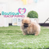 Lil “Alice” Is Always A Heart Warming Suprise <3 ... Immaculate Quality !! Stunning Rich Color !!  Teddy Bear Face !! .... Micro Orange Sable Pomeranian ....**Available**