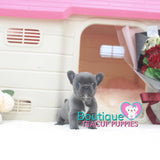 Precious Baby “Diamond” Is Everything You Want In A Luxury Puppy <3 .... VIP Quality !!! Super Tiny !!! Fantastic Features !!! ... Mini Blue Bulldog ...SOLD to Feldman family!