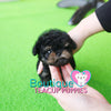 Baby “Blair” Is Such An Adorable Teddy Graham <3 ... Extreme Teddy Bear Poodle !! Outrageously Adorable !! VIP Puppy !!! .... Micro Black & Tan Poodle ....**SOLD TO ANTHONY REPEAT CLIENT*