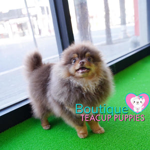 Lil “Nugget” Is Your Perfect Cuddle Buddy <3 Teddy Bear Style!!!! So Adorable !! Baby Doll Eyes !!  .... Micro Brown & Tan Pomeranian ....**Available**UPDATED Pics/Video 03/08/19