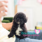 Lil Baby “Star” Brightens Up Any Environment <3 ... Super Cute !! Gorgeous Noir Black !! Radiant !! .... Micro Black Poodle ....**Available**