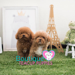 It Doesn’t Get Anymore Adorable Baby “Biscuit”<3 ... Teddy Bear Poodle !! Luxurious Coat Factor !! Gorgeous !!! .... Micro Apricot Poodle ....**Available**