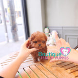 Happiness Radiates From The Adorable Baby “Harley” <3 ... Superb Quality Level !! Extreme Teddy Bear !! VIP Puppy !!! .... Micro Red Poodle ....**SOLD TO JOSEPH and Family**