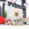 Precious “Pollyanna” Brings A Fun Flare To Love <3 ... 3 Pounds & Fully Grown !! VIP !! Miraculous Beauty !! Precious Platinum Quality Pom !! .... Micro Cream Sable Pomeranian ....**Available**