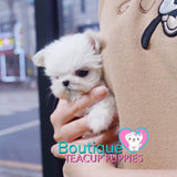 Baby “Mardy” Knows How To Get Straight To Our Hearts <3 ... Extreme Baby Doll Image !! Glamorous !! VIP Puppy !! .... Micro White Maltese ....**Available**