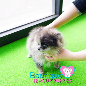 The Fabulous Rare Dream Micro Puppy - Baby “Zelle” <3 ... Luxurious Pomeranian !! Beautiful Markings/Coloring !! Stunning VIP Puppy !! .... Micro Merle Pomeranian ....**Available**UPDATED Pics/Video 3/7/19