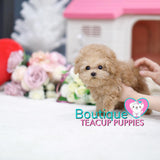 Stunning Curly Coated Soft Coated Baby “Lilianna”<3 ... Gorgeous Teddy Bear Face !! Extreme Baby Doll Looks !! VIP Puppy !!! .... Micro Cream Poodle ....**Available**UPDATED Pics/Video 3/20/19