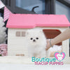 The Gorgeous TINY 1.5 lbs @ 5 months Polar Bear Micro “Jada” <3 Polar White !!! Perfect!! In coat change! AVAILABLE!