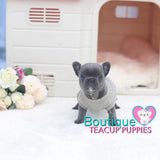 Precious Baby “Diamond” Is Everything You Want In A Luxury Puppy <3 .... VIP Quality !!! Super Tiny !!! Fantastic Features !!! ... Mini Blue Bulldog ...SOLD to Feldman family!