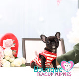 Adorable, Precious Paige ~ Adorable Mini French Bulldog...CRAZY TINY 2.9 lbs now at 3.5 months! Super adorable and playful! Available UPDATED Pics/Video 2/8/18 SOLD TO TRICIA!