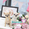 Baby "Luau" Is Warmer Than A Tropical Paradise! Micro Chihuahua Available!