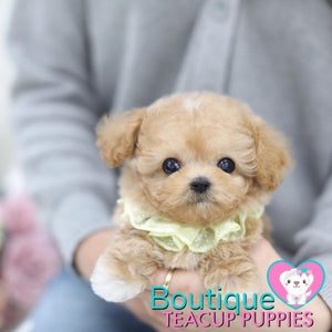 Lil “Spring” Is Blooming With So Much Love <3 ... Highly Desired Baby Doll Image !! Adorable Baby Doll Eyes !! VIP Puppy !!! .... Micro Apricot Maltipoo ....**SOLD TO UK CLIENT **