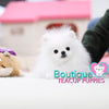 Baby “Jubilee” Inspires People To Laugh & Enjoy The Simple Moments <3 ... 2.3 lbs @ 5.5 Months Old (3/21/19) !! Tiny !! Glamorous !! Top Tier Quality !!  Tiny Sizing !! .... Micro White Pomeranian ....**Available**UPDATED Pics/Video 3/21/19