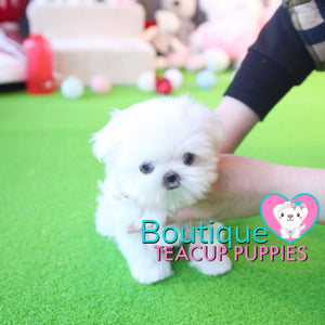 The Beauty Of This Top Tier Micro Maltese Is Incredible - Baby “Glacier” <3 ... SOLD TO LYNETTE!