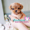 Micro “Nancy” Is The Ultimate Cuddle Buddy  <3 ... Huge Baby Doll Eyes! Luxurious Color ! VIP Elite Quality !!  .... Micro Apricot Maltipoo ....**Available**