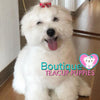 Lil Miss “Cloud” Has Such A Gorgeous Fluffy Cotton Coat <3 ... VIP !! Glamorous !! New Mini Breed For Us  !! .... Mini Cotton White Coton de Tulear ....**Available**