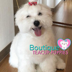 Lil Miss “Cloud” Has Such A Gorgeous Fluffy Cotton Coat <3 ... VIP !! Glamorous !! New Mini Breed For Us  !! .... Mini Cotton White Coton de Tulear ....**Available**