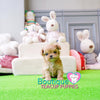 Micro “Nancy” Is The Ultimate Cuddle Buddy  <3 ... Huge Baby Doll Eyes! Luxurious Color ! VIP Elite Quality !!  .... Micro Apricot Maltipoo ....**Available**