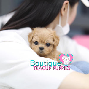 Micro “Mary Jane” Loves When She Gets A Puppy Treat For Behaving So Excellent <3 ... Shaggy Maltipoo Coat ! Gorgeous Color ! VIP Platinum Quality !!  .... Micro Cream Maltipoo ....**Available**