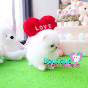 Baby “Vuitton” Is The Best Of The Best When It Come To The Quality Department <3 ... Plush Triple Thick Coat !! Teddy Bear Face !! Luxurious Pomeranian !! .... Micro Ice White Pomeranian ....**SOLD TO REPEAT CLIENT SUSAN in CA!