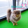 Lil “Nugget” Is Your Perfect Cuddle Buddy <3 Teddy Bear Style!!!! So Adorable !! Baby Doll Eyes !!  .... Micro Brown & Tan Pomeranian ....**Available**UPDATED Pics/Video 03/08/19