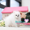 Baby “Jubilee” Inspires People To Laugh & Enjoy The Simple Moments <3 ... 2.3 lbs @ 5.5 Months Old (3/21/19) !! Tiny !! Glamorous !! Top Tier Quality !!  Tiny Sizing !! .... Micro White Pomeranian ....**Available**UPDATED Pics/Video 3/21/19