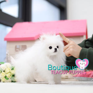 Baby “Jubilee” Inspires People To Laugh & Enjoy The Simple Moments <3 ... 2.3 lbs @ 5.5 Months Old (3/21/19) !! Tiny !! Glamorous !! Top Tier Quality !!  Tiny Sizing !! .... Micro White Pomeranian ....**Available**UPDATED Pics/Video 3/21/19