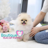 Precious “Pollyanna” Brings A Fun Flare To Love <3 ... 3 Pounds & Fully Grown !! VIP !! Miraculous Beauty !! Precious Platinum Quality Pom !! .... Micro Cream Sable Pomeranian ....**Available**