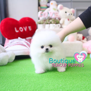 Baby “Vuitton” Is The Best Of The Best When It Come To The Quality Department <3 ... Plush Triple Thick Coat !! Teddy Bear Face !! Luxurious Pomeranian !! .... Micro Ice White Pomeranian ....**SOLD TO REPEAT CLIENT SUSAN in CA!